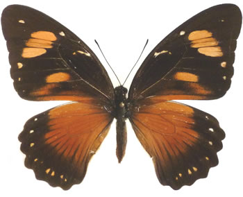 Papilio dardanus 